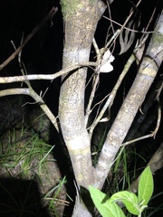 Denhamia celastroides