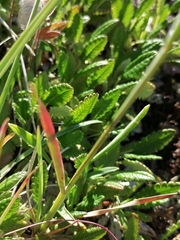 Helictochloa hookeri