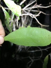 Denhamia celastroides