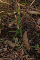 Pterostylis stenosepala