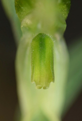 Pterostylis stenosepala