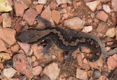 Diplodactylus vittatus