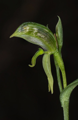 Pterostylis stenosepala