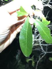 Denhamia celastroides