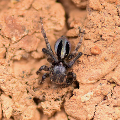 Maratus chrysomelas
