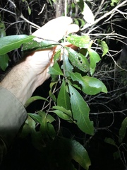 Denhamia celastroides