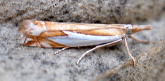 Crambus bidens