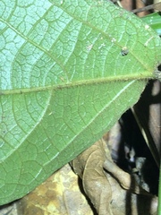Aristolochia praevenosa