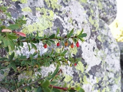 Berberis sibirica