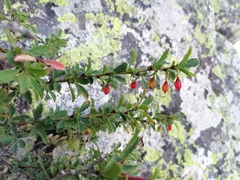 Berberis sibirica