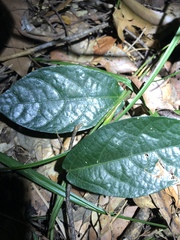 Aristolochia praevenosa