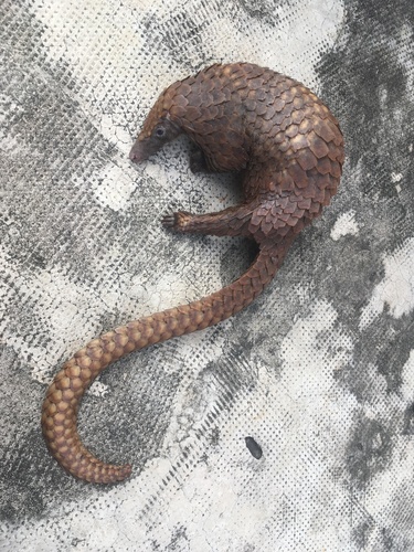 White-bellied Pangolin