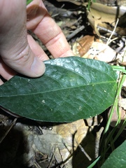 Aristolochia praevenosa