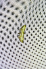 Eupithecia succenturiata