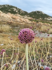 Allium commutatum