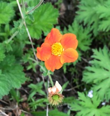 Geum coccineum