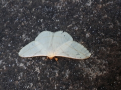 Lepidoptera