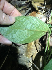Aristolochia praevenosa