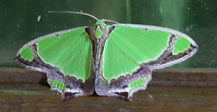 Agathia laetata