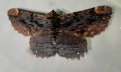 Lepidoptera