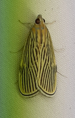 Tyspanodes linealis