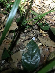 Aristolochia praevenosa