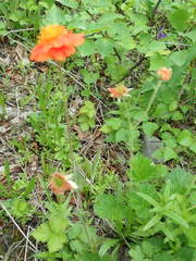 Geum coccineum