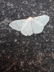 Lepidoptera
