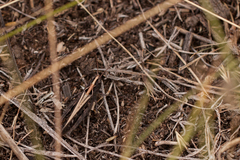 Omocestus haemorrhoidalis
