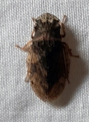 Lepidoptera