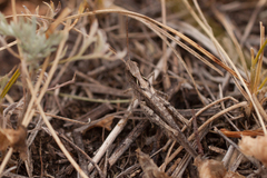 Chorthippus maritimus