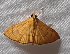 Lepidoptera