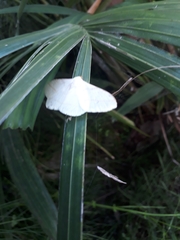 Lepidoptera