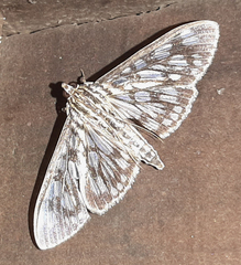 Lepidoptera