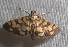 Lepidoptera