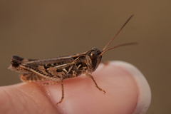 Dociostaurus brevicollis