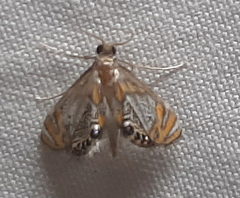 Lepidoptera