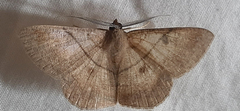 Lepidoptera