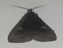 Lepidoptera