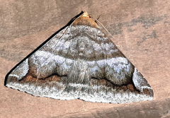 Lepidoptera