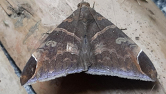 Lepidoptera