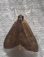 Lepidoptera