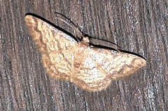 Lepidoptera
