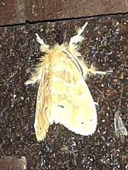 Lepidoptera
