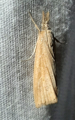 Lepidoptera