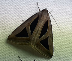 Lepidoptera