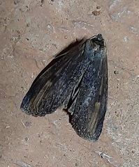 Lepidoptera