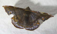 Hypochrosini