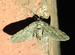 Lepidoptera