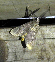 Lepidoptera